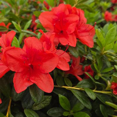 Azalea x Encore® Autumn Bravo®