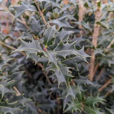 Osmanthus heterophyllus 'Gulftide'