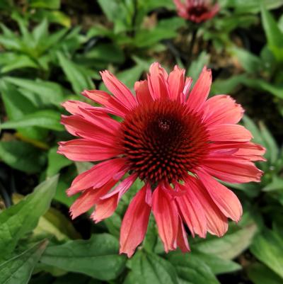 Echinacea purpurea Eye-Catcher™ Coral Craze