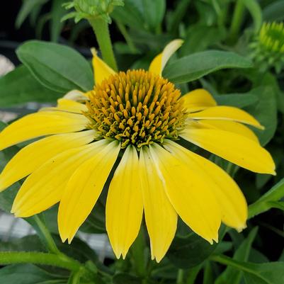 Echinacea x Sombrero® Summer Solstice