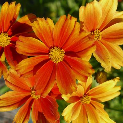Coreopsis x Li'l Bang™ 'Darling Clementine'