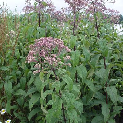 Eupatorium maculatum Gateway
