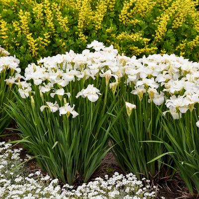 Iris sibirica 'Swans in Flight'