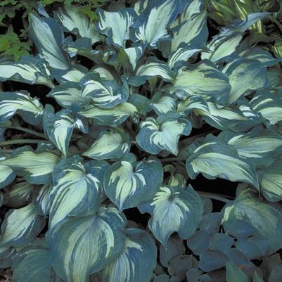 Hosta x 'Guardian Angel'