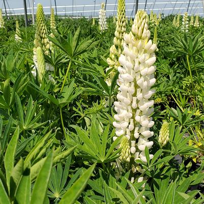 Lupinus polyphyllus 'Lupini White Shades'