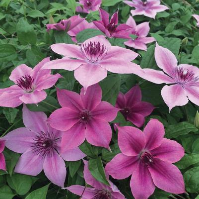 Clematis x Rosalie™