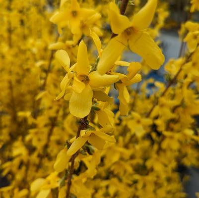 Forsythia x intermedia 'Lynwood Gold'