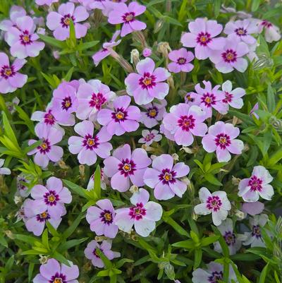 Phlox subulata 'Eye Candy'