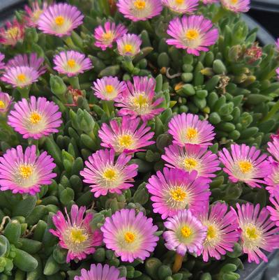 Delosperma cooperi Jewel of Desert® Rosequartz