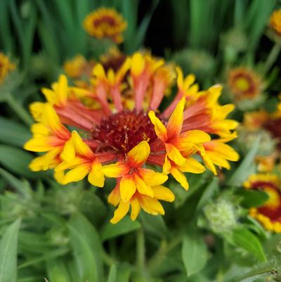 Gaillardia aristata SpinTop® 'Mariachi Copper Sun'