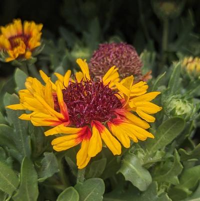 Gaillardia aristata Spintop 'Red Starburst'