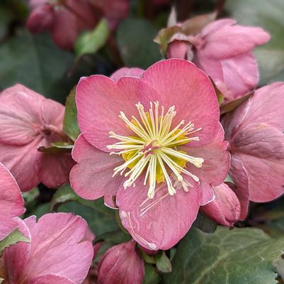 Helleborus x Frostkiss® Cheryl's Shine