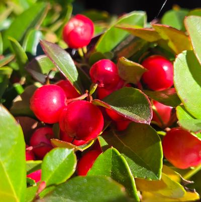 Gaultheria procumbens 