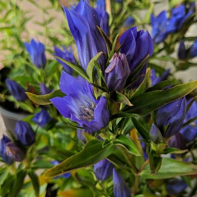Gentiana True Blue