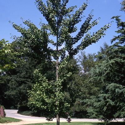 Ginkgo biloba Autumn Gold