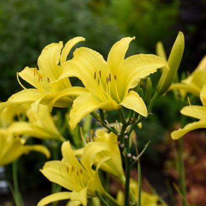 Hemerocallis Hyperion-Yellow