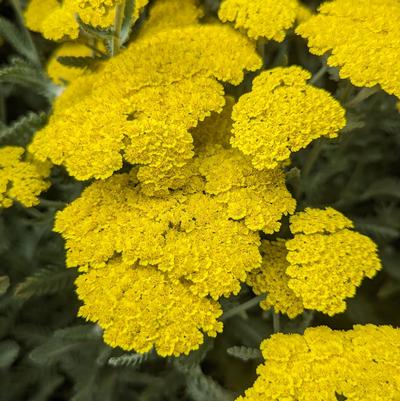 Achillea x 'Moonshine'