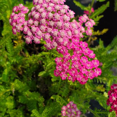 Achillea millefolium 'Pink Grapefruit'