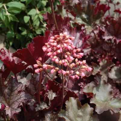 Heuchera 'Plum Pudding'