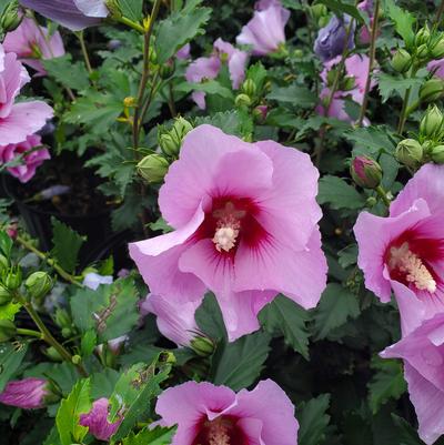 Hibiscus syriacus Minerva