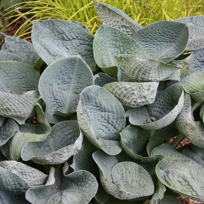 Hosta x 'Big Daddy'