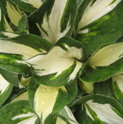 Hosta x 'Fire And Ice'