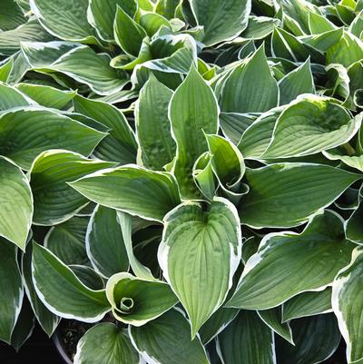 Hosta x 'Francee'