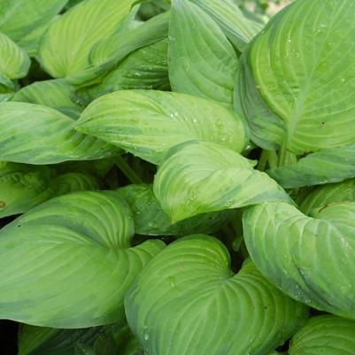 Hosta x 'Guacamole'
