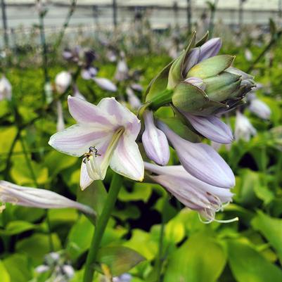 Hosta x 'Sum & Substance'