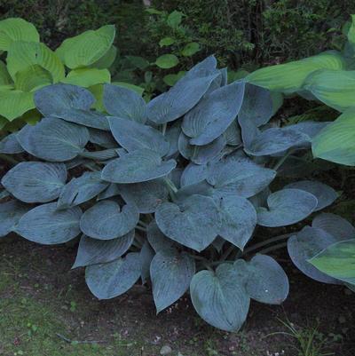 Hosta tardiana 'Halcyon'