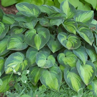 Hosta tardiana 'June'