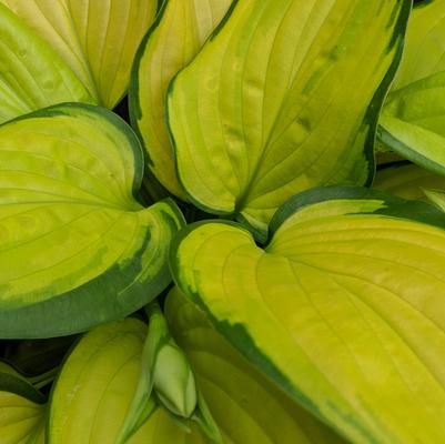 Hosta x 'Stained Glass'