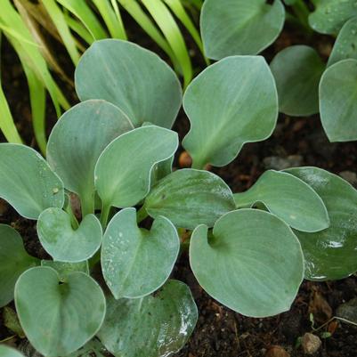 Hosta x 'Blue Mouse Ears'