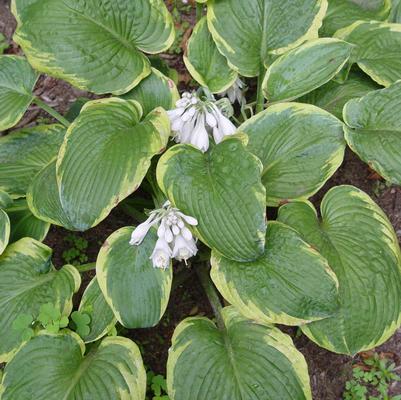 Hosta sieboldiana 'Frances Williams'