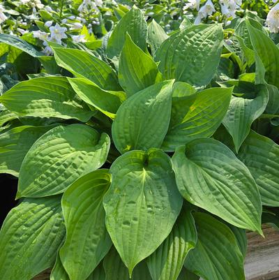Hosta sieboldiana 'Elegans'
