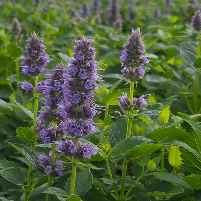 Agastache x 'Blue Fortune'
