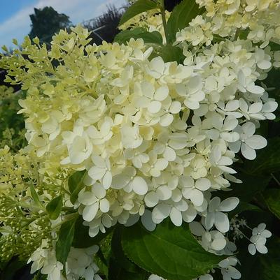 Hydrangea paniculata 'Phantom'