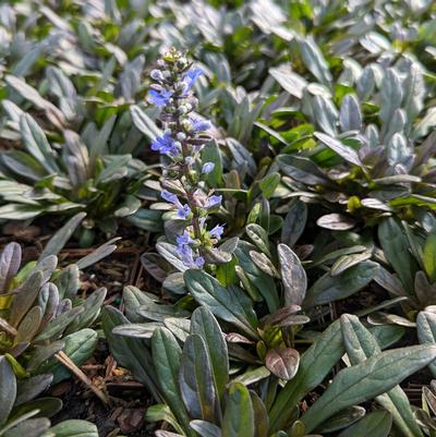 Ajuga reptans Chocolate Chip