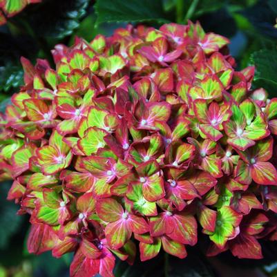 Hydrangea macrophylla Next Generation® Pistachio
