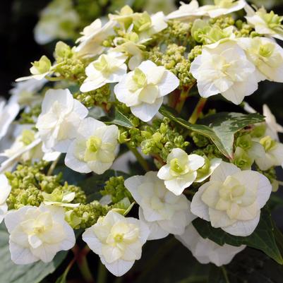Hydrangea macrophylla Wedding Gown™