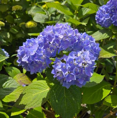 Hydrangea macrophylla Nikko Blue