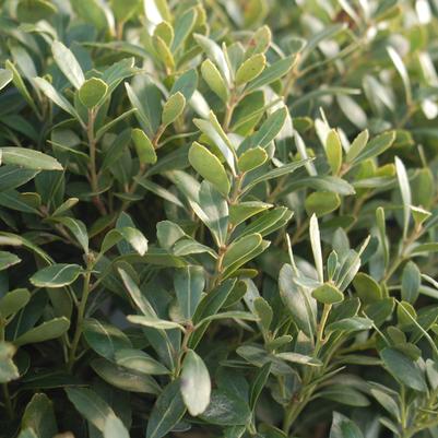 Ilex glabra 'Densa'