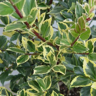 Ilex x meserveae 'Honey Maid'