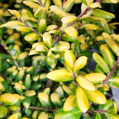 Ilex crenata 'Drops of Gold'