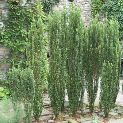 Ilex crenata 'Sky Pencil'