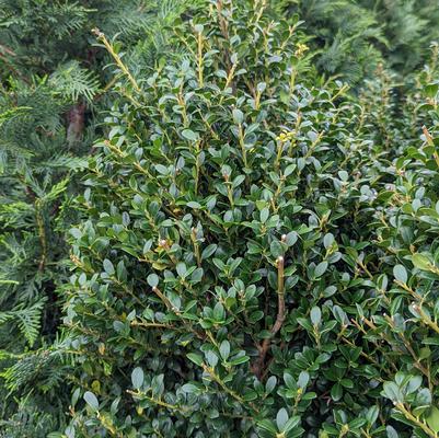 Ilex crenata 'Steeds'