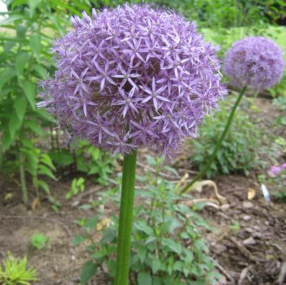 Allium x 'Globemaster'