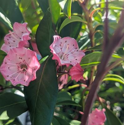 Kalmia latifolia 'Nipmuck'