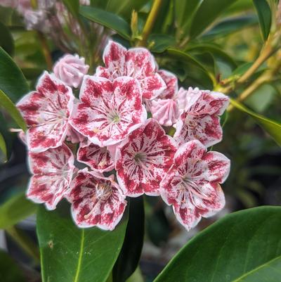 Kalmia latifolia 'Carousel'