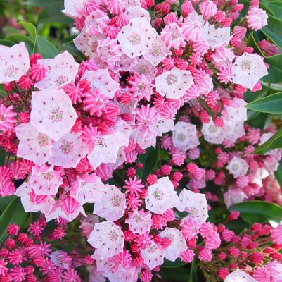 Kalmia latifolia Nathan Hale